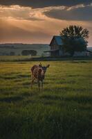 A serene scene featuring a deer in a grassy field with a rustic barn at sunset. photo