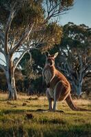 A kangaroo stands in a grassy field surrounded by trees under a clear sky. photo
