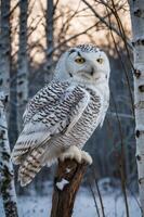 A snowy owl perched on a branch in a winter forest setting. photo