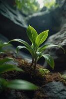 A young plant emerging from moss in a rocky environment, symbolizing growth and resilience. photo