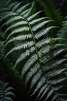 A close-up of a lush green fern leaf, showcasing its intricate textures and patterns. photo