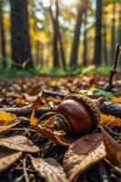 A close-up of an acorn on the forest floor surrounded by autumn leaves and trees. photo