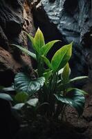 Lush green plants emerging from rocky terrain in a dimly lit environment. photo