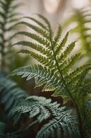 Close-up of lush green ferns showcasing intricate leaf patterns in a natural setting. photo