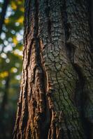 Close-up of a tree trunk showcasing its textured bark in a forest setting. photo