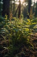 Sunlight filters through trees, illuminating lush green plants in a serene forest setting. photo