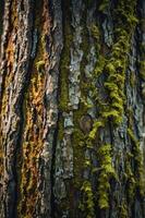 Close-up of a tree trunk featuring textured bark and vibrant green moss. photo