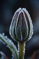 A close-up of a frosted tulip bud, showcasing intricate ice patterns on its surface. photo