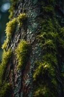 A close-up of a moss-covered tree trunk showcasing natural textures and colors. photo