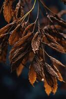 A close-up of dried, brown leaves hanging from a branch, showcasing nature's transition. photo