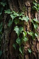 Close-up of ivy climbing a textured tree trunk in a natural setting. photo