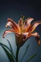 A close-up of a vibrant orange lily flower against a soft gradient background. photo