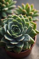 A close-up of a vibrant succulent plant in a pot, showcasing its intricate leaf patterns. photo
