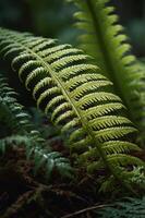 A close-up of lush green ferns showcasing intricate leaf patterns in a natural setting. photo