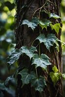 A close-up of ivy leaves climbing a textured tree trunk in a lush, green environment. photo