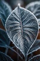 A close-up of a frosted leaf showcasing intricate vein patterns. photo
