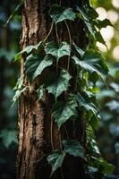 A close-up of ivy leaves climbing a textured tree trunk in a natural setting. photo