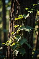 A close-up of a vine climbing a tree trunk in a sunlit forest setting. photo