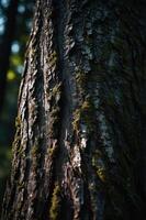 Close-up of a tree trunk showcasing textured bark and moss in a natural setting. photo