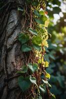 A close-up of ivy vines climbing a textured tree trunk in a natural setting. photo