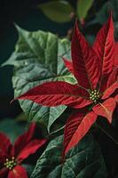 A close-up of vibrant red poinsettia leaves against a dark background. photo