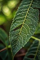A close-up of a textured green leaf with intricate vein patterns and a small cut. photo