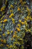 Close-up of colorful lichen growing on a tree trunk, showcasing nature's textures. photo