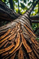 A close-up of a textured tree trunk with intricate patterns and natural colors. photo