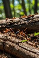 A close-up of ants on a log in a forest setting, showcasing their natural behavior. photo
