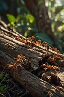 A close-up of ants working on a log in a lush, green environment. photo