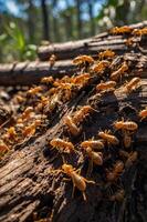 A close-up view of numerous orange ants on a wooden log in a forest setting. photo