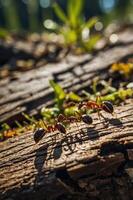 A close-up view of ants on a wooden log in a natural setting. photo