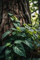 A close-up of ivy leaves growing against a textured tree trunk in a lush forest setting. photo