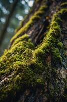 Close-up of moss on a tree trunk, showcasing nature's textures and colors. photo