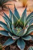 A close-up of an agave plant showcasing its sharp, spiky leaves in a desert environment. photo