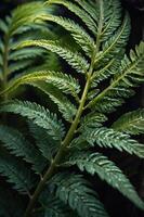 Close-up of a lush green fern leaf showcasing intricate patterns and textures. photo
