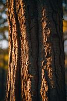 Close-up of a textured tree bark illuminated by warm sunlight. photo