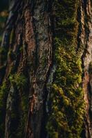 Close-up of a tree trunk covered in moss, showcasing natural textures and earthy tones. photo