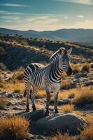 A zebra stands on rocky terrain with mountains in the background under a blue sky. photo