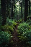 A tranquil forest path surrounded by lush greenery and soft light filtering through trees. photo
