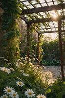 A sunlit garden path adorned with daisies and climbing vines under a trellis. photo