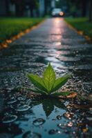 A single green leaf rests on a wet sidewalk, reflecting the surrounding environment. photo