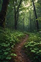 A serene forest path surrounded by lush greenery and soft sunlight filtering through trees. photo