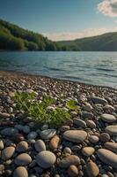 A serene lakeside view with pebbles and a sprouting plant under a clear sky. photo