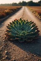 A large succulent plant dominates a dirt road surrounded by fields in soft evening light. photo