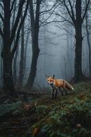 A fox stands in a misty forest, surrounded by trees and greenery. photo