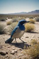 A blue bird stands on a desert landscape with sparse vegetation in the background. photo
