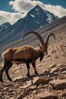 A majestic goat with large horns stands on rocky terrain against a mountain backdrop. photo