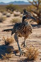 A roadrunner bird walking through a desert landscape with sparse vegetation. photo