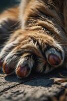Close-up of a tiger's paw resting on a wooden surface, showcasing its fur and claws. photo